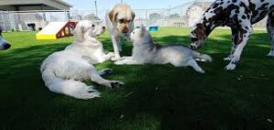 The Benefits of Regular Dog Daycare for Your Pet’s Socialization
